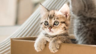 Two kittens sitting in a cardboard box